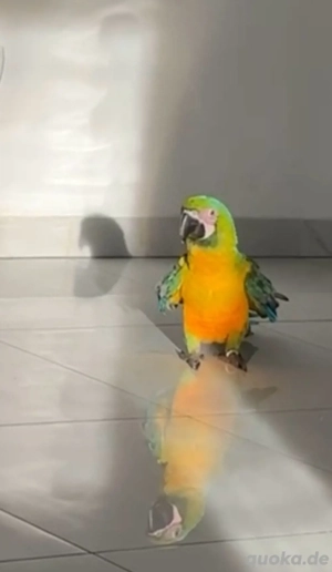 Papagei Ara-Hybrid Handzahm 5 Monate alt