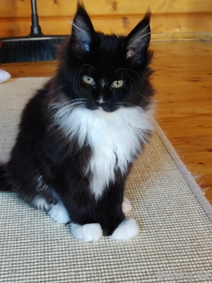 Maine Coon Kitten weiblich sehr typvoll