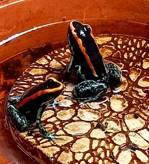 Phyllobates vittatus  abzugeben 