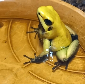 Phyllobates terribilis 