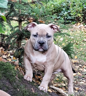 ..American Bully Welpe  mit ABKC Papieren