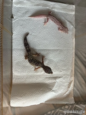 2 Leopardgecko Weibchen 
