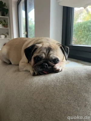 Peppa   charmante Mopsdame sucht Herzensmenschen!