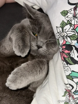 Suche eine weibliche Katze zur Paarung