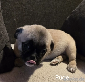 4 kleine Retro-Möpse