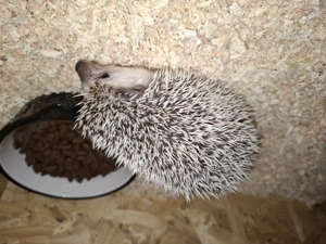 Afrikanische Weißbauchigel  Bild 2