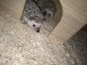 Afrikanische Weißbauchigel  Bild 3