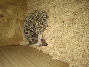 Afrikanische Weißbauchigel  Bild 7