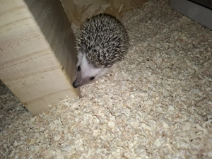 Afrikanische Weißbauchigel  Bild 1