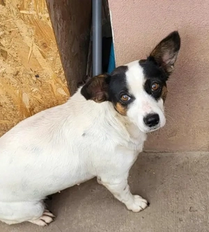 RAMONA - darf sie mit dir die Welt entdecken? (wartet in Rumänien)