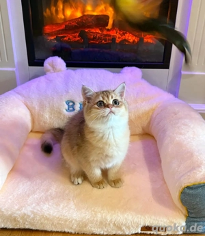 Plüschiger Teddybär mit Liebe aufgezogen!