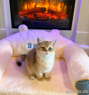 Plüschiger Teddybär mit Liebe aufgezogen!