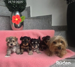 Morkie  Yorkshire-Malteser welpen 