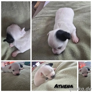 Wunderschöne Chihuahua Mix Welpen zu verkaufen 