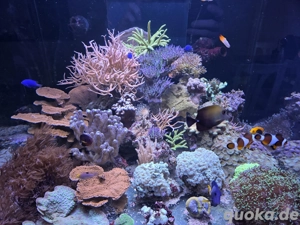 verschidene korallen ableger meerwasser salzwasser