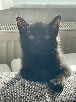 Britisch kurzhaar Mischlinge 