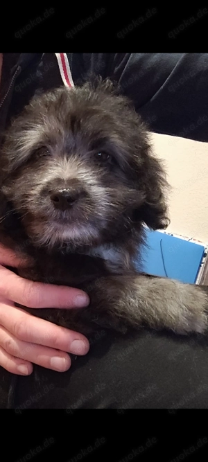 Mix Welpen (kleinbleinend) Pudel Mix