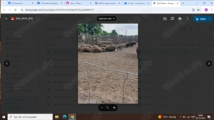 Einmalige Gelegenheit: Bio-Bauernhof in Ungarn mit EU-Zertifizierung Bild 8