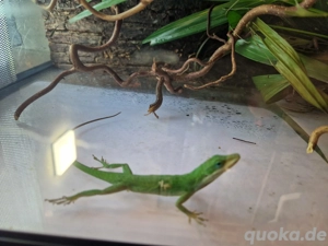 1.2 Rotkehlanolis mit Terrarium