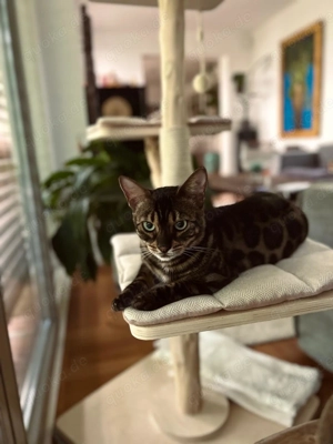 Liebe Bengalkatze 3 Jahre alt abzugeben. 