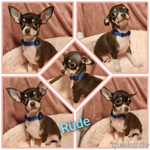 Noch 1 Reinrassiger Chihuahua Welpe abzugeben!