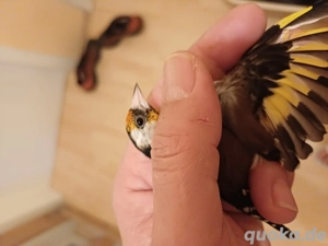 chteglitz Weibchen Zum ferkaufen 