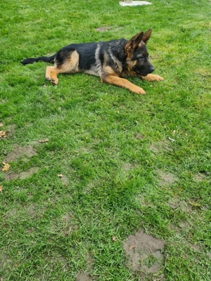 Deutscher Schäferhund Welpe