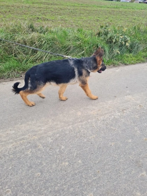 Deutscher Schäferhund Welpe