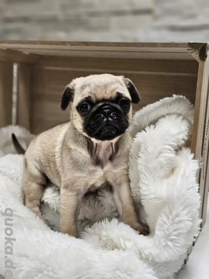 Altdeutscher Mops Welpe 