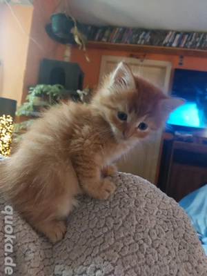 Maine Coon Mix Kitten 