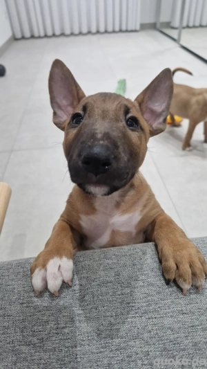 Miniatur Bullterrier Welpen 8 Wochen alt