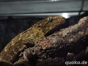 0.1 Rhacodactylus leachianus Riesengecko