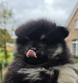 Zwergspitz  Pomeranianwelpen suchen neuen Chef