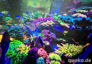 Korallen Euphyllia Acropora Meerwasser