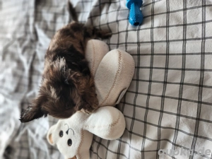 Nur Ari, Merle und Anna suchen noch ein schönes liebevolles zu Hause 