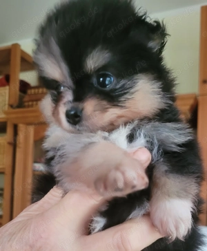Zwergspitz pomeranian Welpen  Bild 3 Zwergspitz pomeranian Welpen  Bild 3