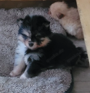 Zwergspitz pomeranian Welpen 