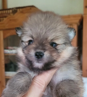 Zwergspitz pomeranian Welpen  Bild 2 Zwergspitz pomeranian Welpen  Bild 2