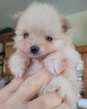 Zwergspitz pomeranian Welpen  Bild 6 Zwergspitz pomeranian Welpen  Bild 6