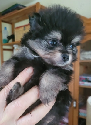 Zwergspitz pomeranian Welpen  Bild 5 Zwergspitz pomeranian Welpen  Bild 5