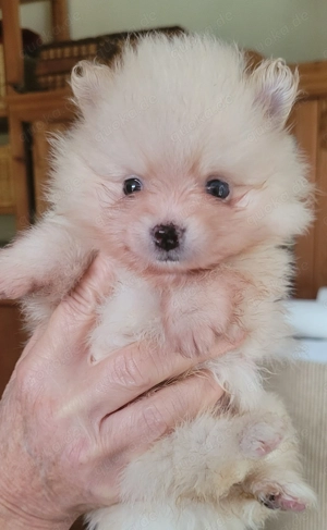 Zwergspitz pomeranian Welpen  Bild 4 Zwergspitz pomeranian Welpen  Bild 4