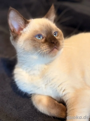 Siamese kitten abzugeben 
