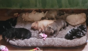 Zwergspitz pomeranian Welpen  Bild 7 Zwergspitz pomeranian Welpen  Bild 7