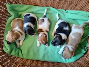 Schöne Jack-Russell-Terrier Welpen