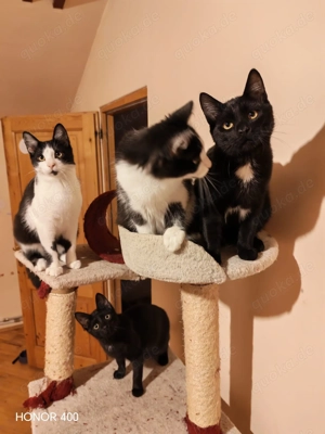 die sieben Zwerge - zauberhafte Kitten - suchen ein Zuhause