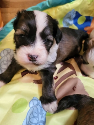 Reinrassige Havaneser Welpen suchen eine liebe Familie.