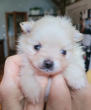 Zwergspitz pomeranian Welpen  Bild 8 Zwergspitz pomeranian Welpen  Bild 8