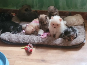 Zwergspitz pomeranian Welpen  Bild 9 Zwergspitz pomeranian Welpen  Bild 9