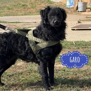 Garo, junger und wunderhübscher Mischling