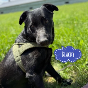 Blacky, sehr verschmuster und gemütlicher Labrador Mix